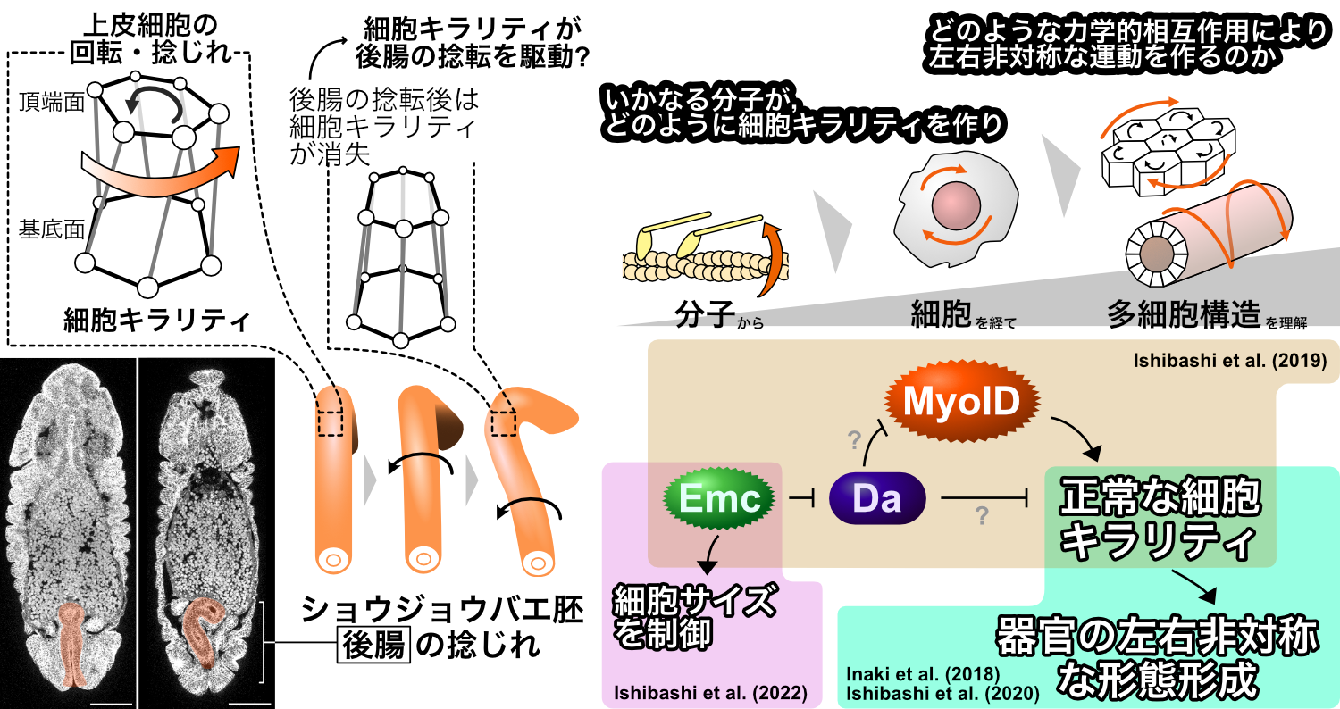 Left-right asymmetry in *Drosophila*